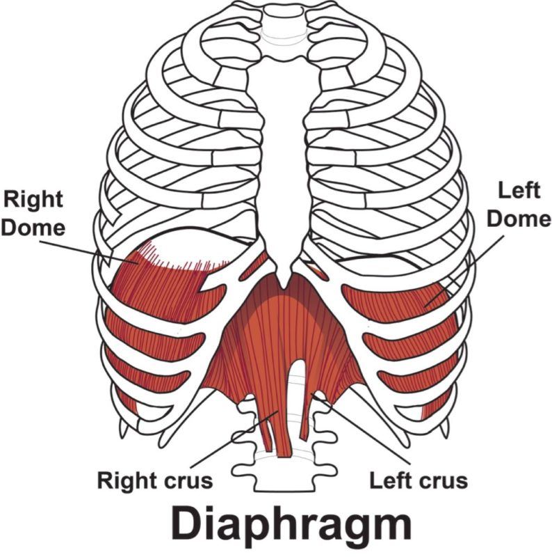 Inter-rater reliability of the dynamic neuromuscular stabilization diaphragm tests among individuals with non-specific low back pain and neck pain